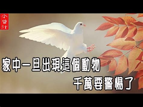 家中有蛾|家有飛蛾如何化解